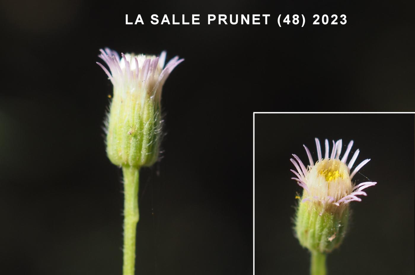 Fleabane, blue flower